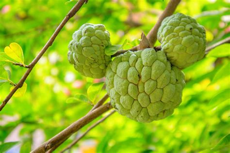 釋迦功效|釋迦營養｜世界營養食物排名第2 降血壓助抗癌8好處2 